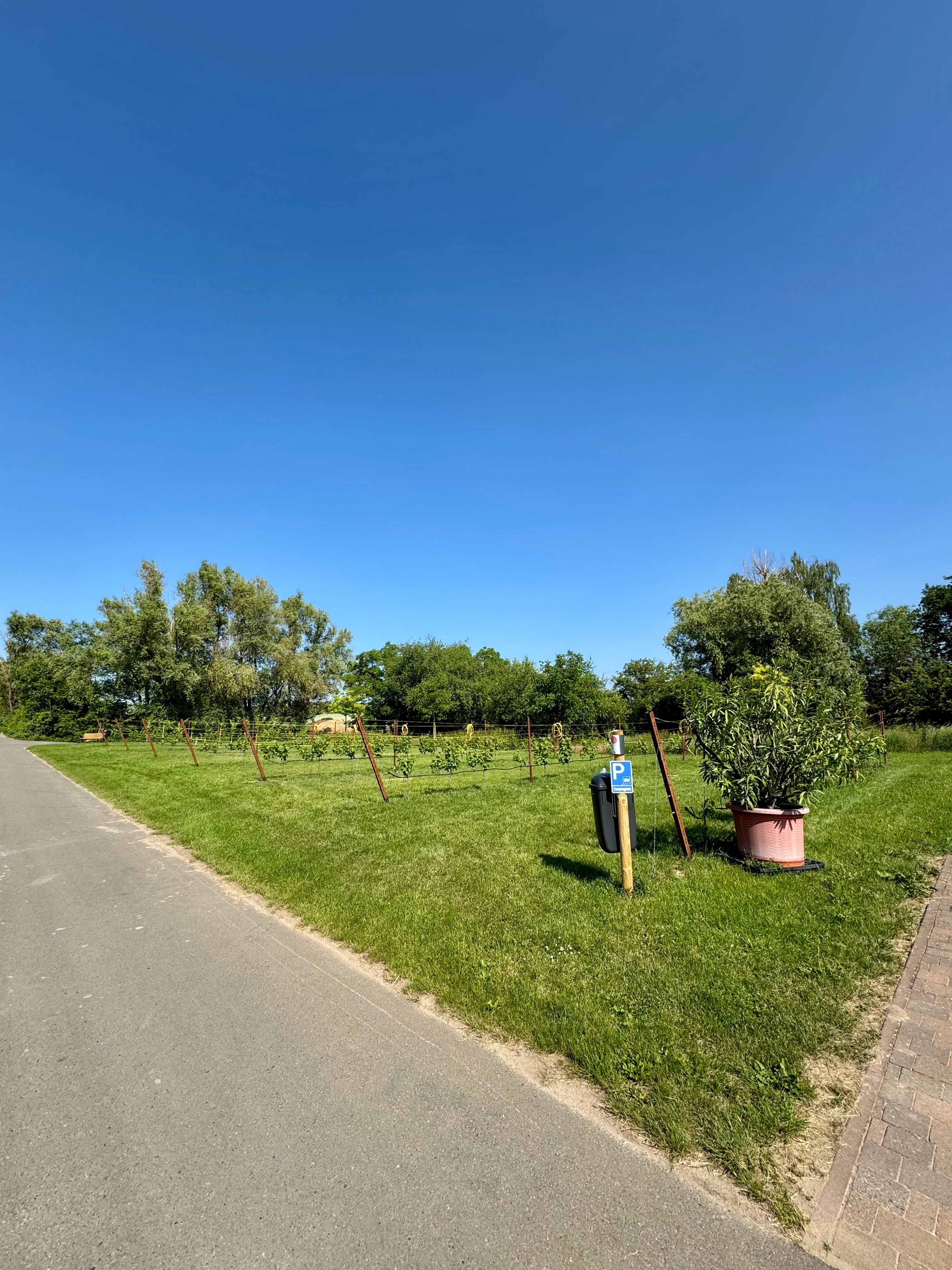 Campingplatz Kirchheim Sonne Pfalz Weingut Muehlmichel Pfalz